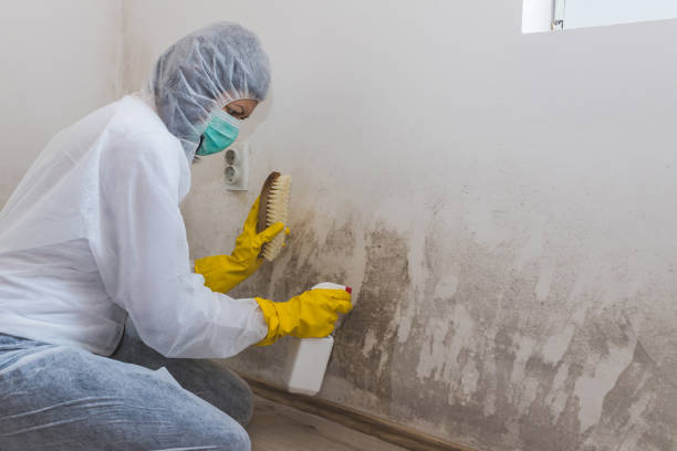 Best Commercial Mold Removal  in Douglass Hills, KY