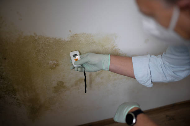 Best Affordable Mold Removal  in Douglass Hills, KY