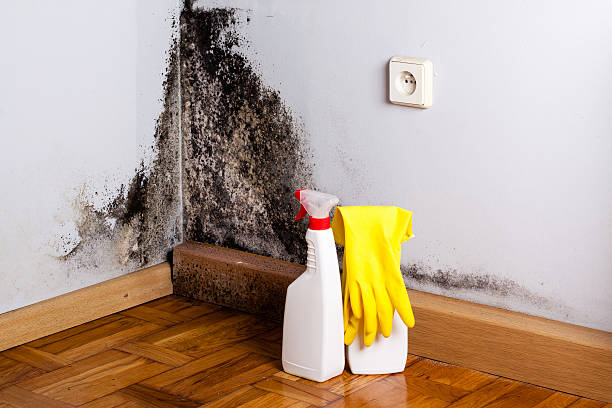 Best Certified Mold Removal  in Douglass Hills, KY
