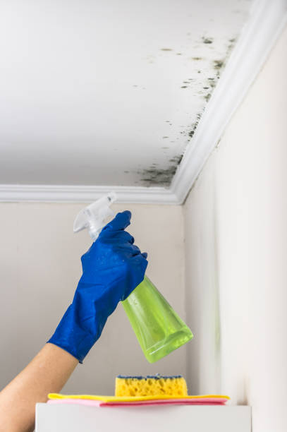 Best Office Mold Removal Services  in Douglass Hills, KY