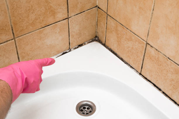 Best Toxic Mold Removal  in Douglass Hills, KY